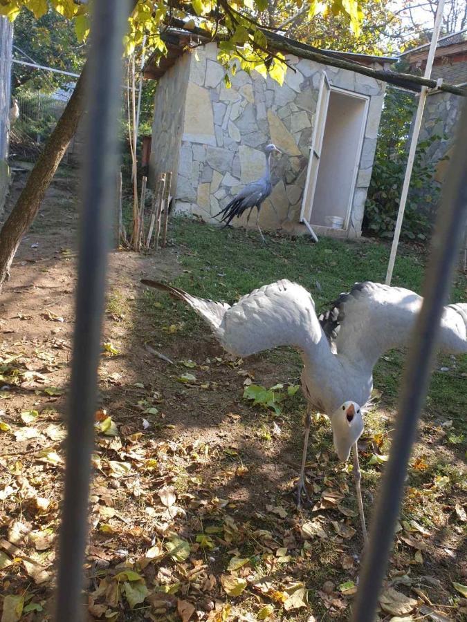 Zoo Misic Prenociste Hotel Vranje Exterior foto